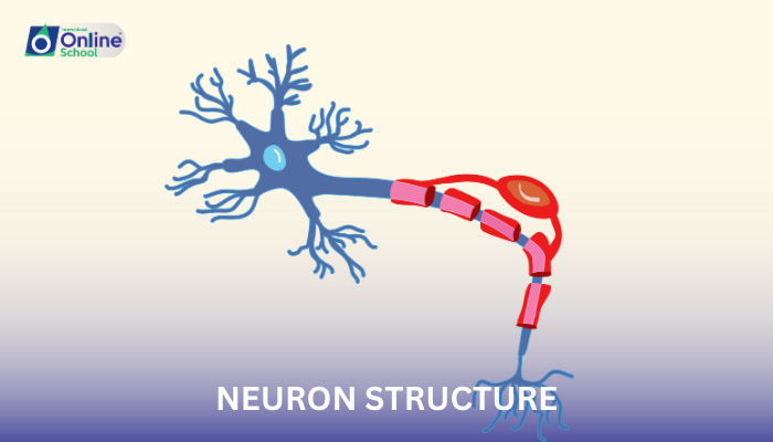 Lesson 08: Neuron Structure